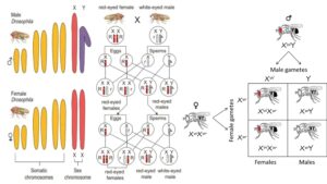 Chromosomal Theory of Inheritance