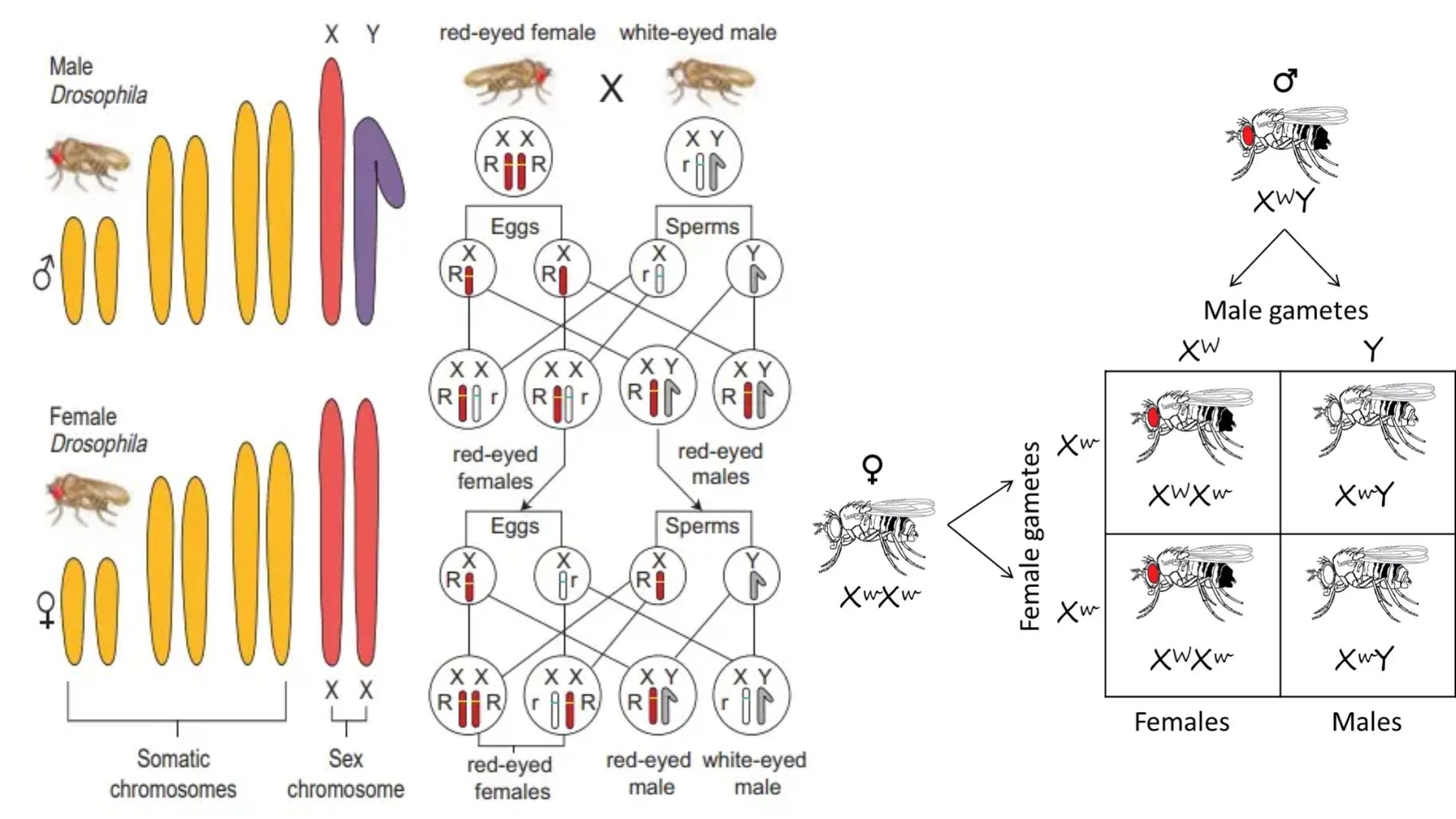 Chromosomal Theory of Inheritance