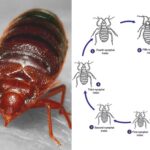 Cimex lectularius - Morphology, Life Cycle, Types, Control