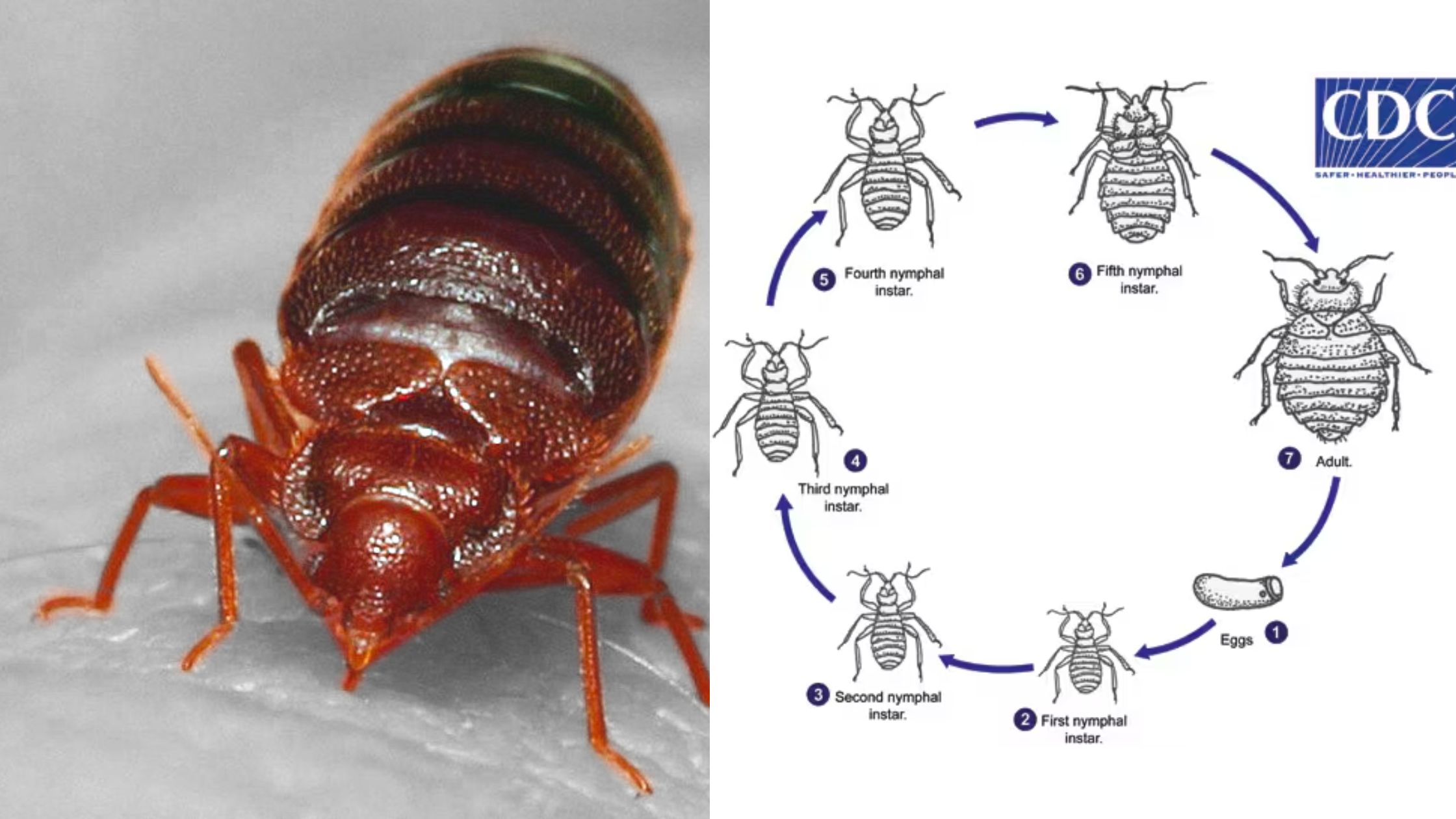 Cimex lectularius - Morphology, Life Cycle, Types, Control