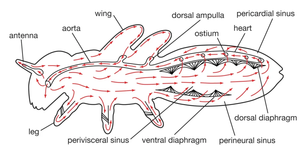 circulatory system of a generalized insect
