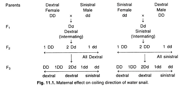 Coiling Pattern of Shell in Snail