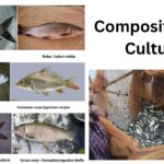 Composite Fish Culture