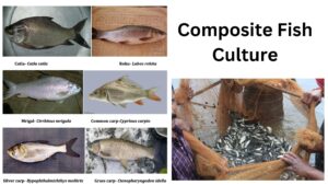 Composite Fish Culture – Definition, Steps, Advantages