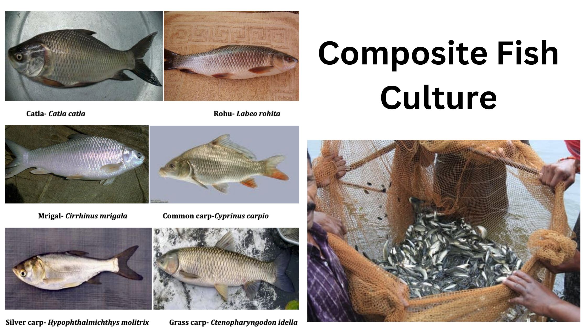 Composite Fish Culture