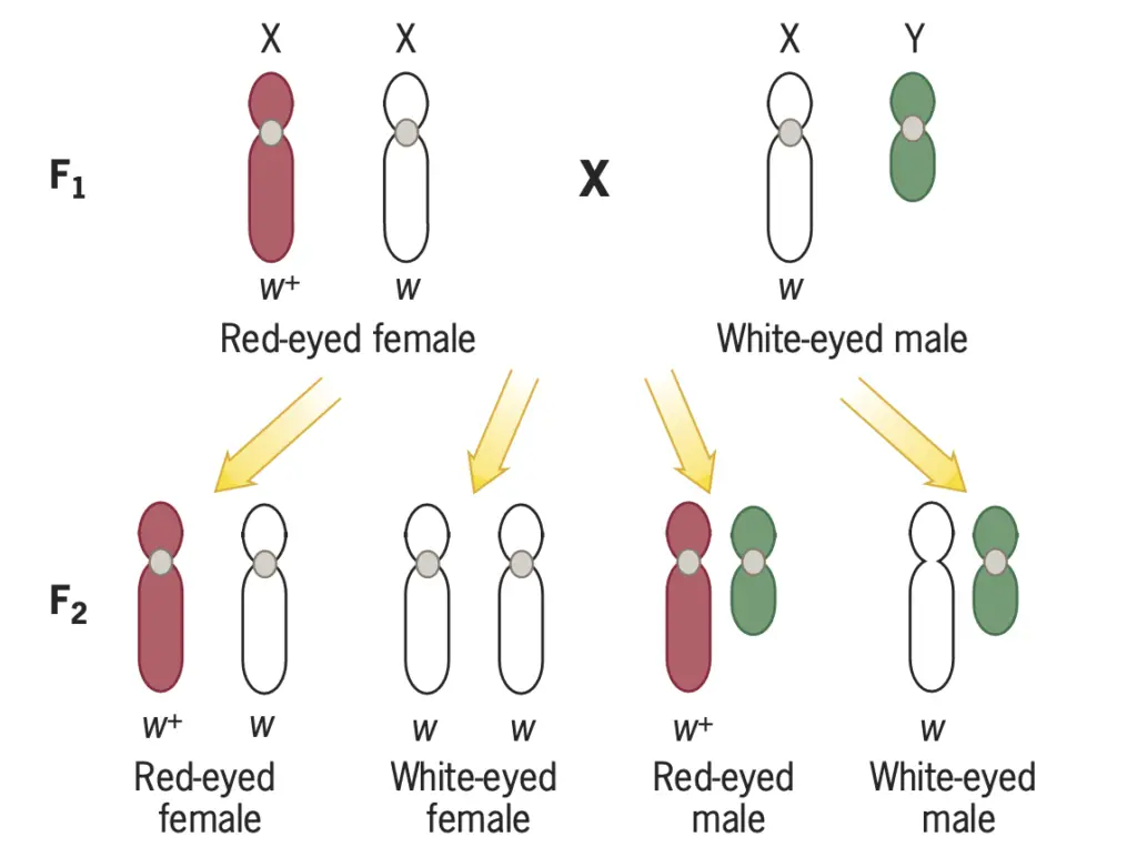 Cross between a heterozygous female and a hemizygous mutant males