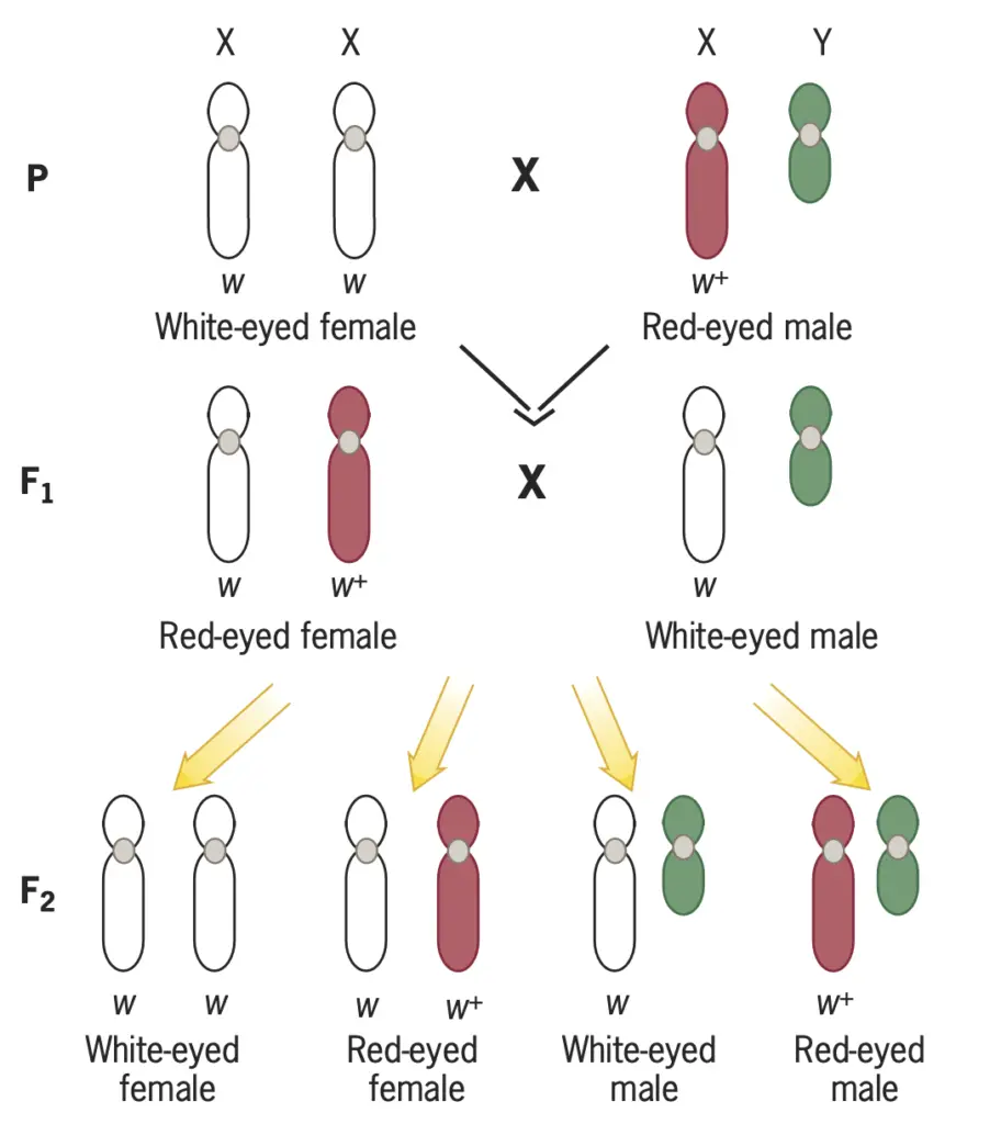 Cross between a homozygous mutant female and a hemizygous wild-type male