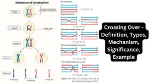 Crossing Over – Definition, Types, Mechanism, Significance, Example