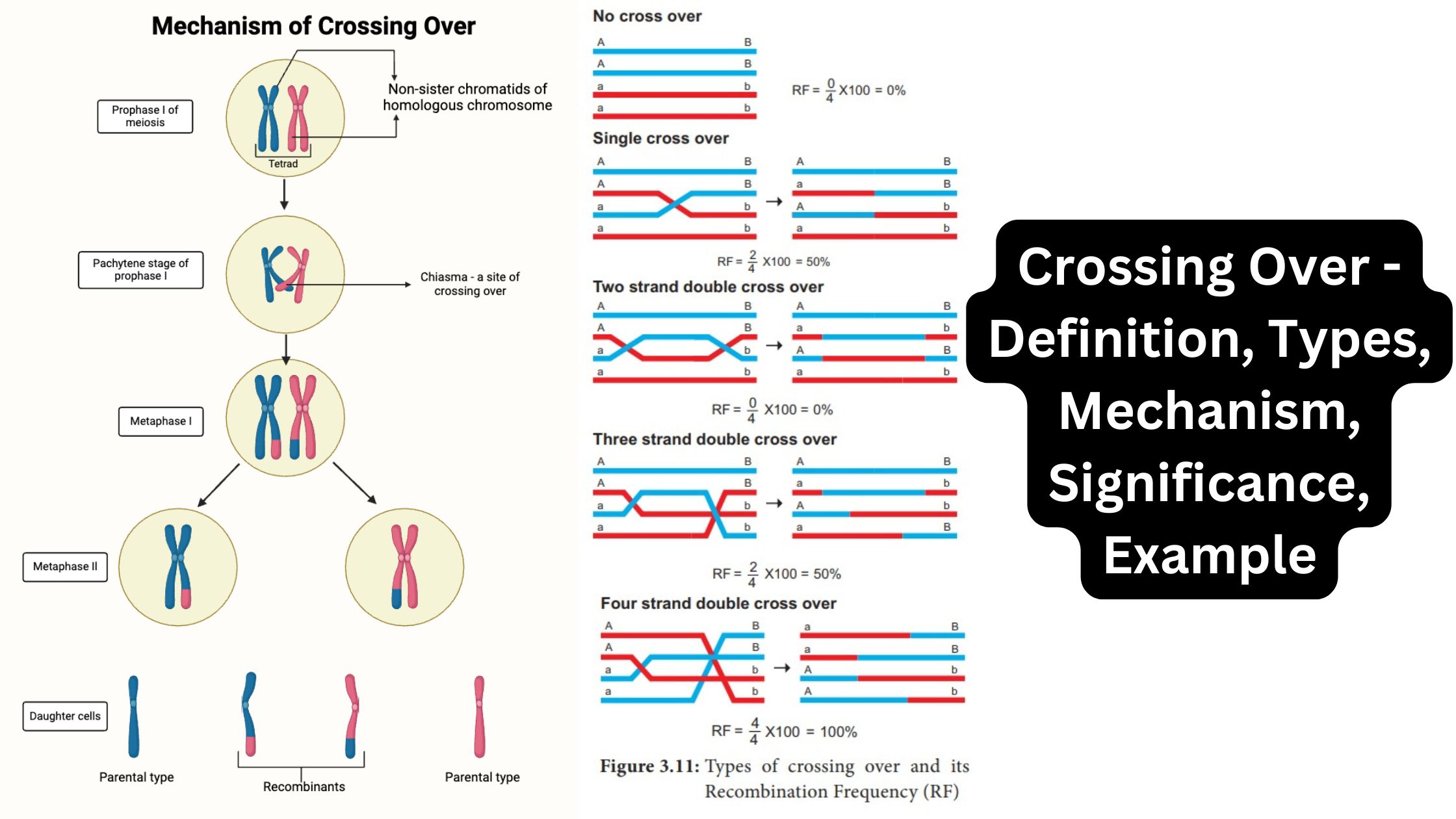 Crossing Over - Definition, Types, Mechanism, Significance, Example