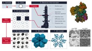 Cryo Electron Microscopy – Principle, Procedure, Advantages, Limitations and Applications