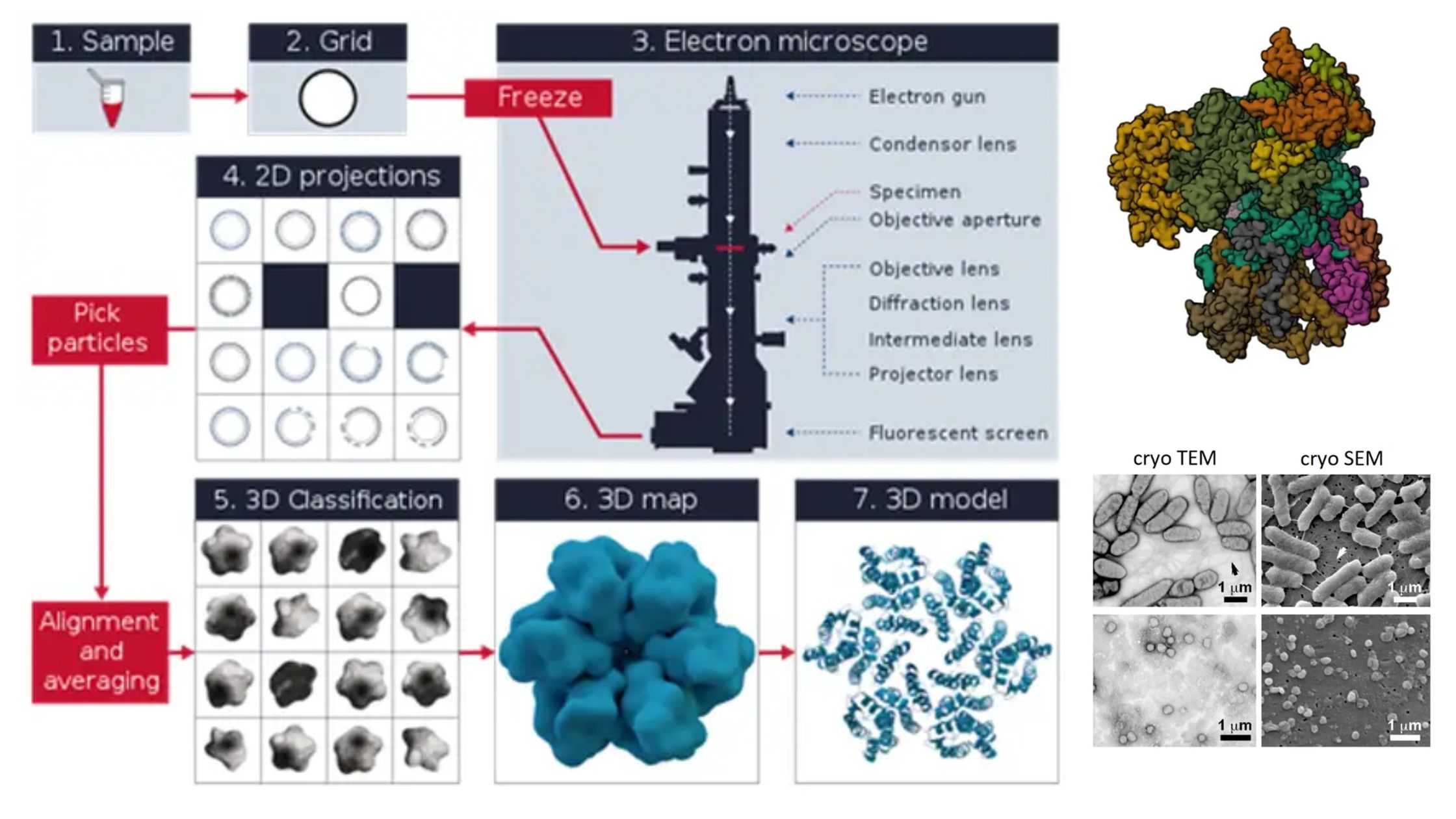 Cryo Electron Microscopy - Principle, Strengths, Limitations and Applications