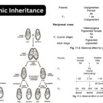 Cytoplasmic Inheritance - Definition, Examples, Significance