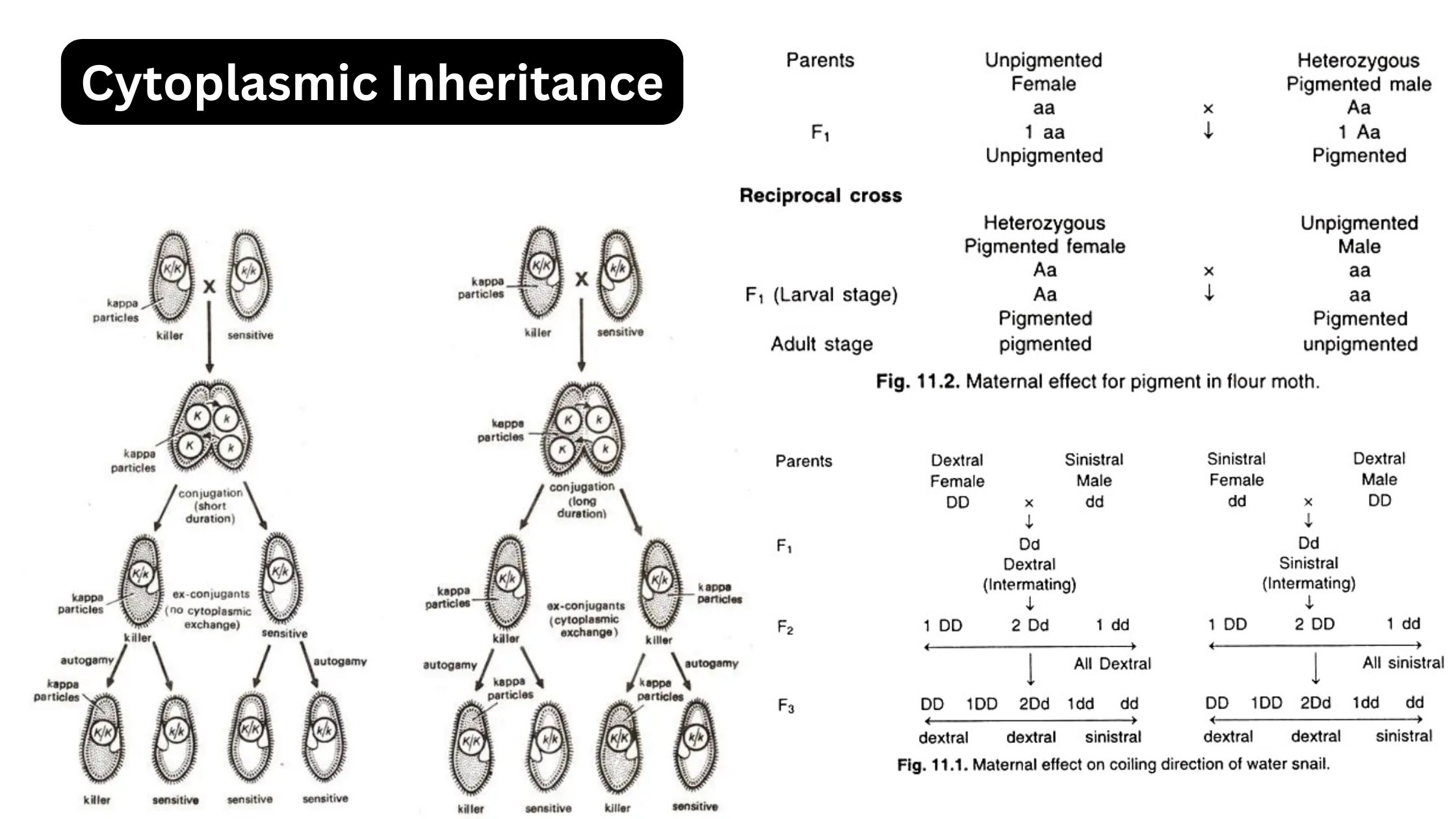 Cytoplasmic Inheritance - Definition, Examples, Significance