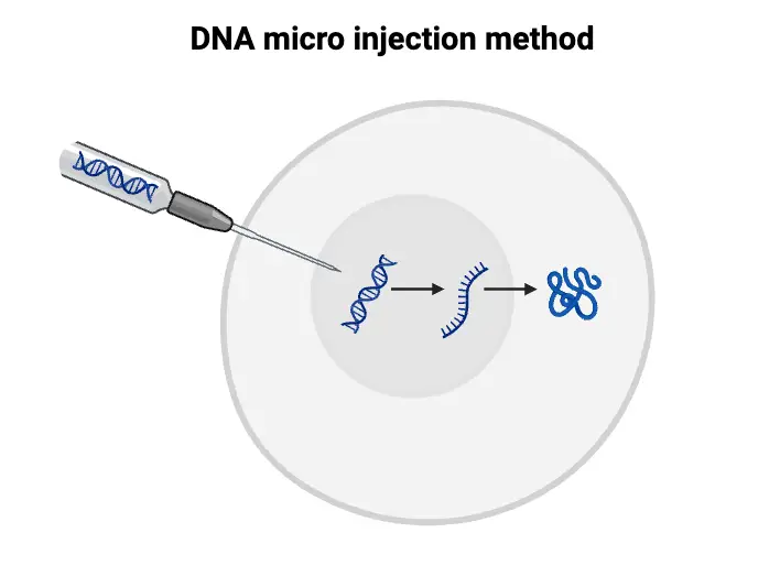 DNA micro injection method d