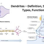 Dendrites – Definition, Structure, Types, Functions