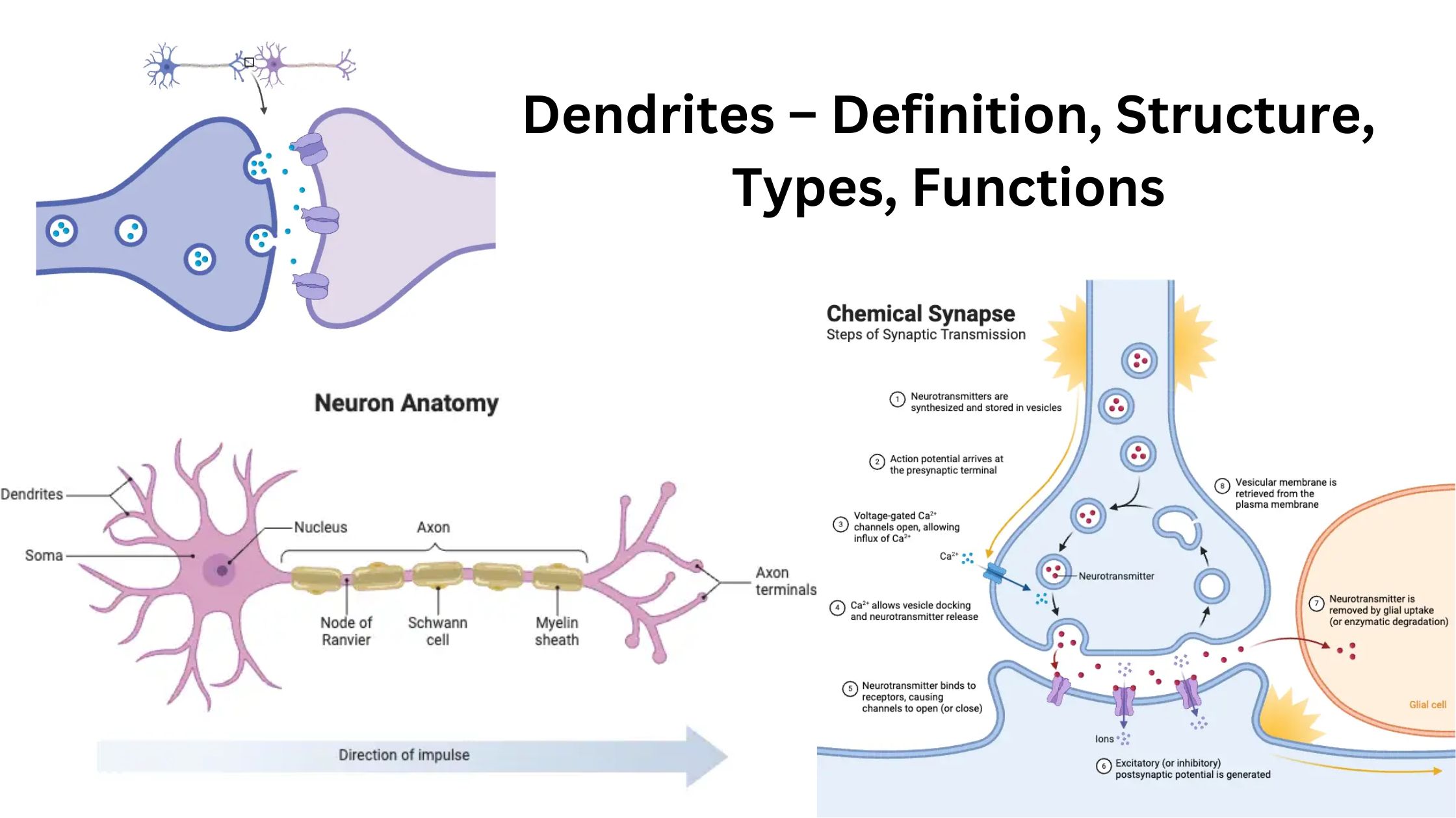 Dendrites – Definition, Structure, Types, Functions