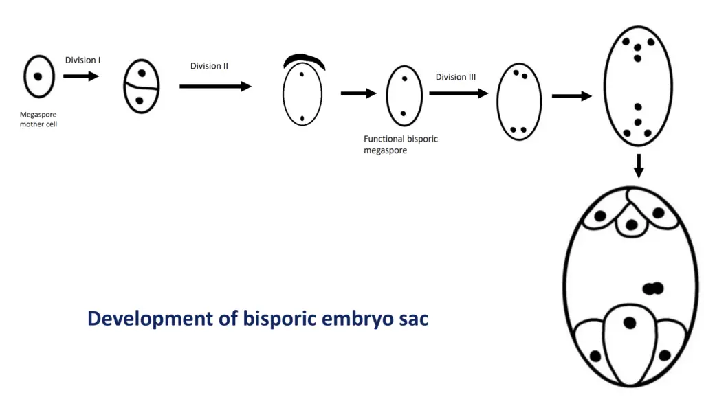 Development of bisporic embryo sac 