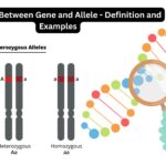 Difference Between Gene and Allele - Definition and Examples