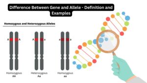 Difference Between Gene and Allele – Definition and Examples