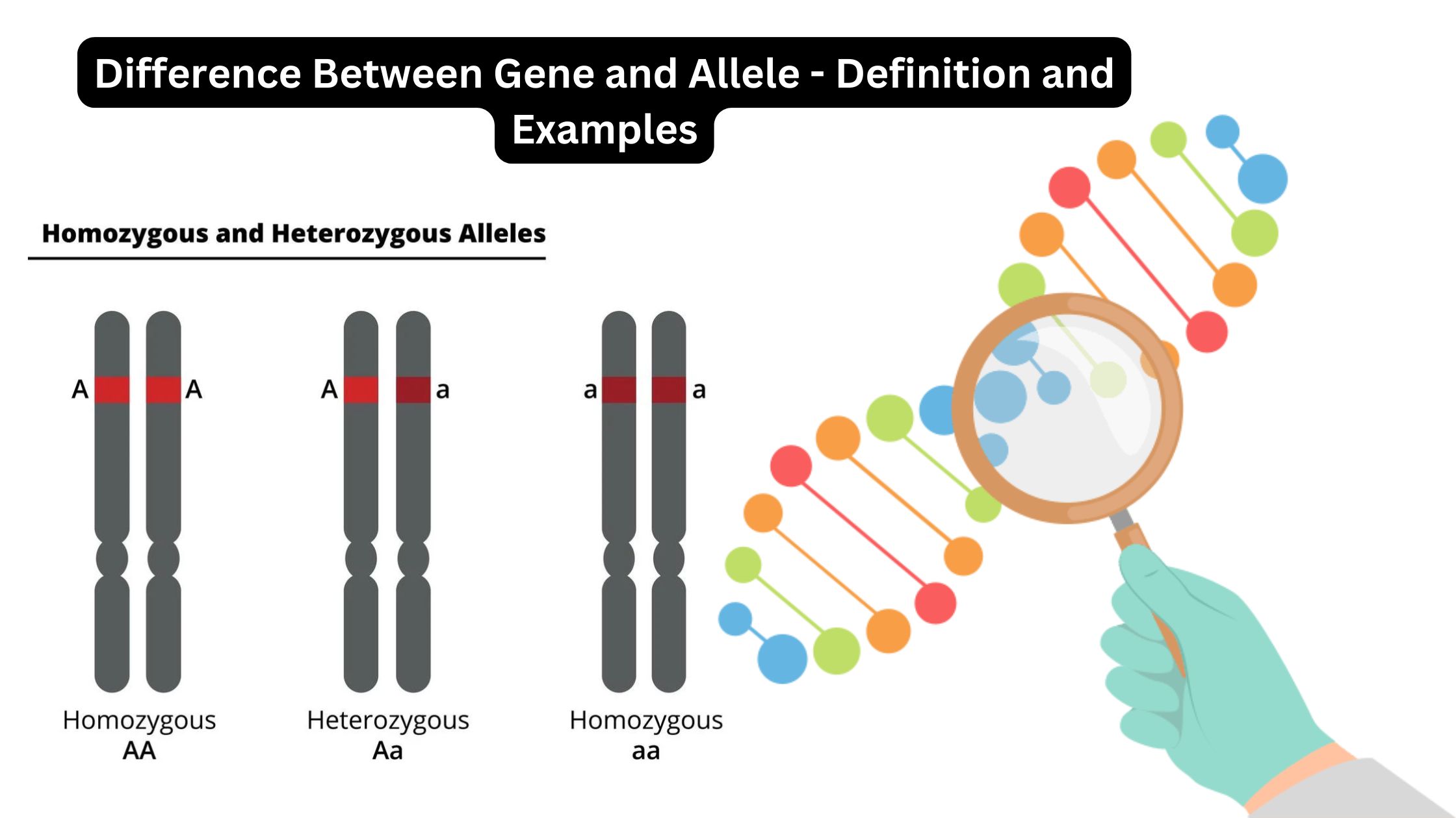 Difference Between Gene and Allele - Definition and Examples