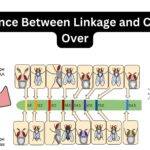 Difference Between Linkage and Crossing Over