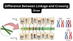 Difference Between Linkage and Crossing Over
