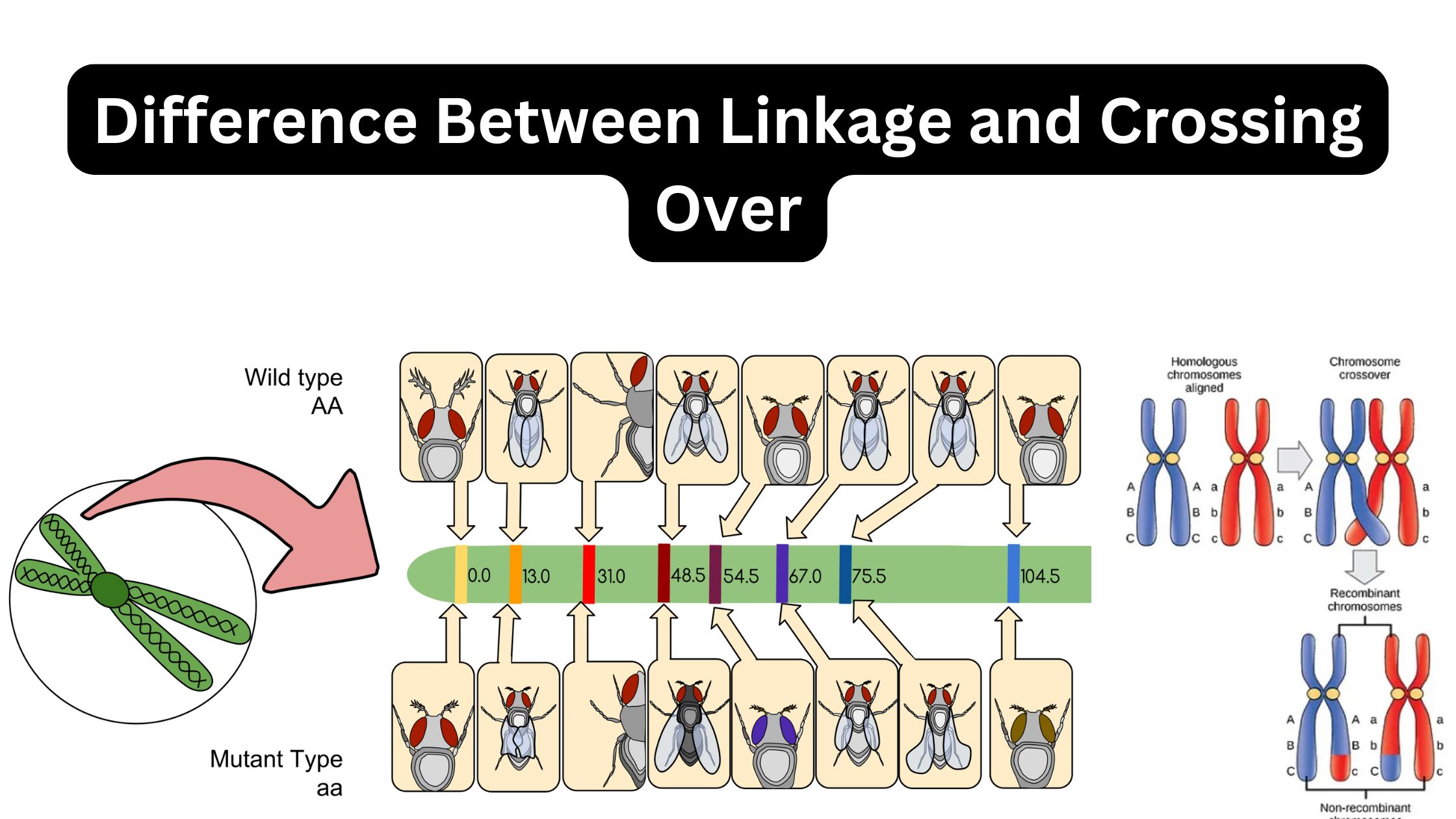 Difference Between Linkage and Crossing Over