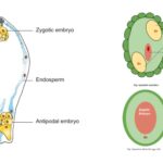 Differences Between Polyembryony and Apomixis