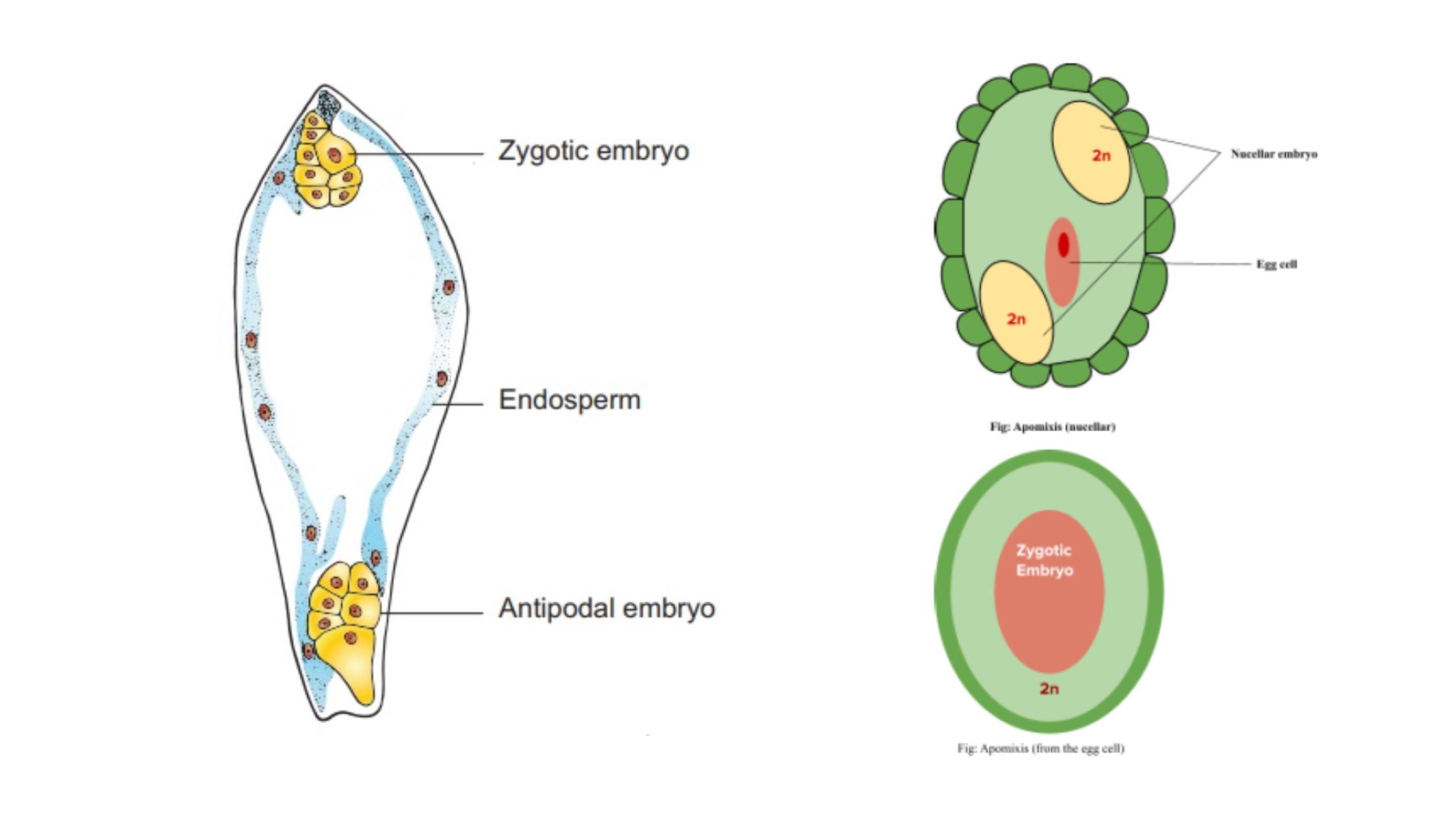 Differences Between Polyembryony and Apomixis