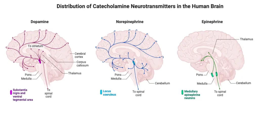 Distribution of Catecholamine Neurotransmitters in the Human Brain