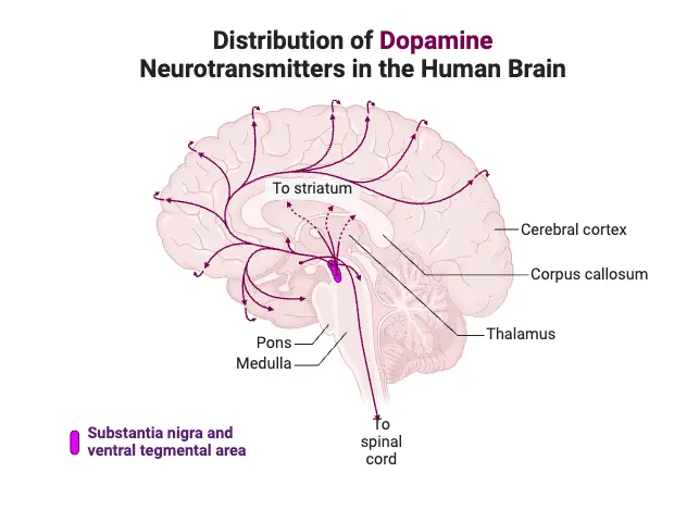 Distribution of Dopamine Neurotransmitters in the Human Brain