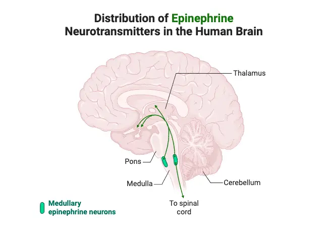 Distribution of Epinephrine Neurotransmitters in the Human Brain