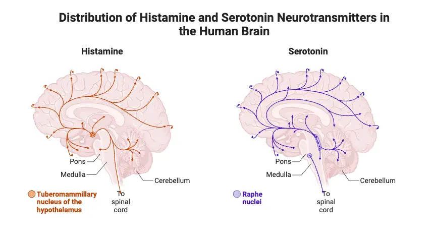 Distribution of Histamine and Serotonin Neurotransmitters in the Human Brain