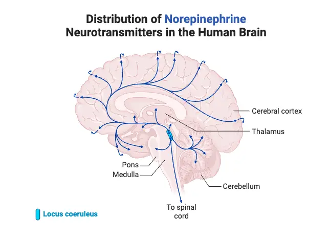 Distribution of Norepinephrine Neurotransmitters in the Human Brain