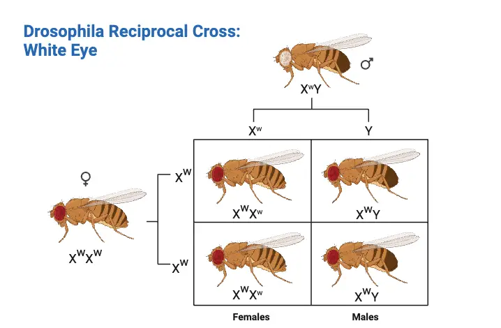 Drosophila Eye Reciprocal Cross (1)