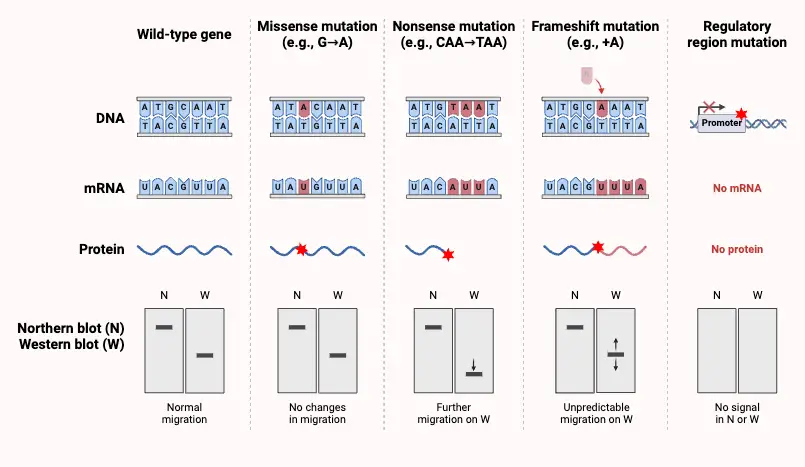 Effects of Common Mutations in Gel Migration