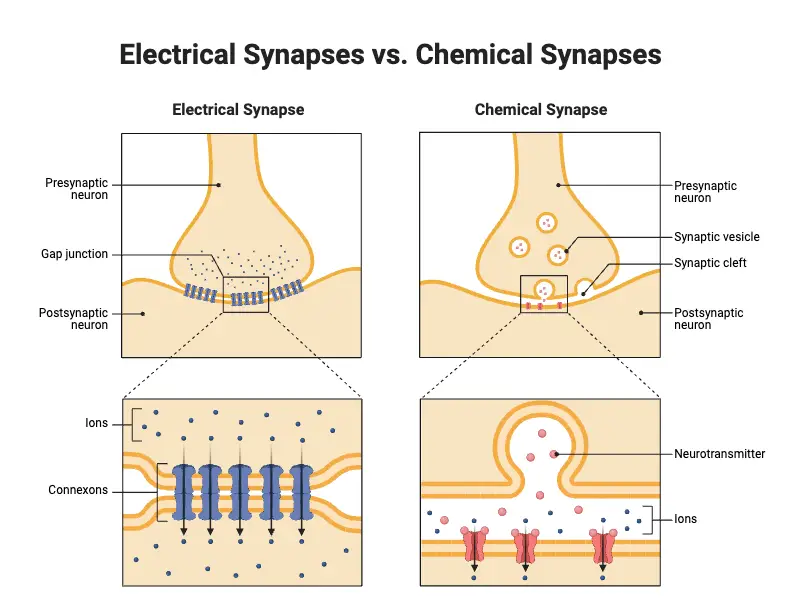 Electrical Synapses vs. Chemical Synapses