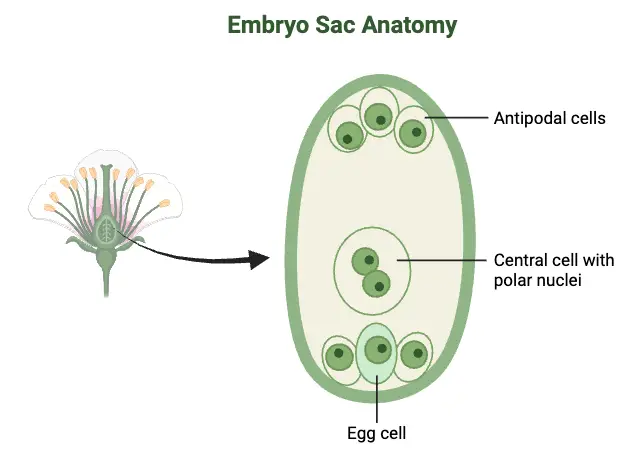 Embryo Sac Anatomy