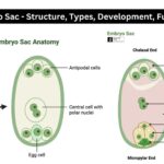 Embryo Sac - Structure, Types, Development, Function