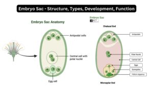Embryo Sac – Structure, Types, Development, Function