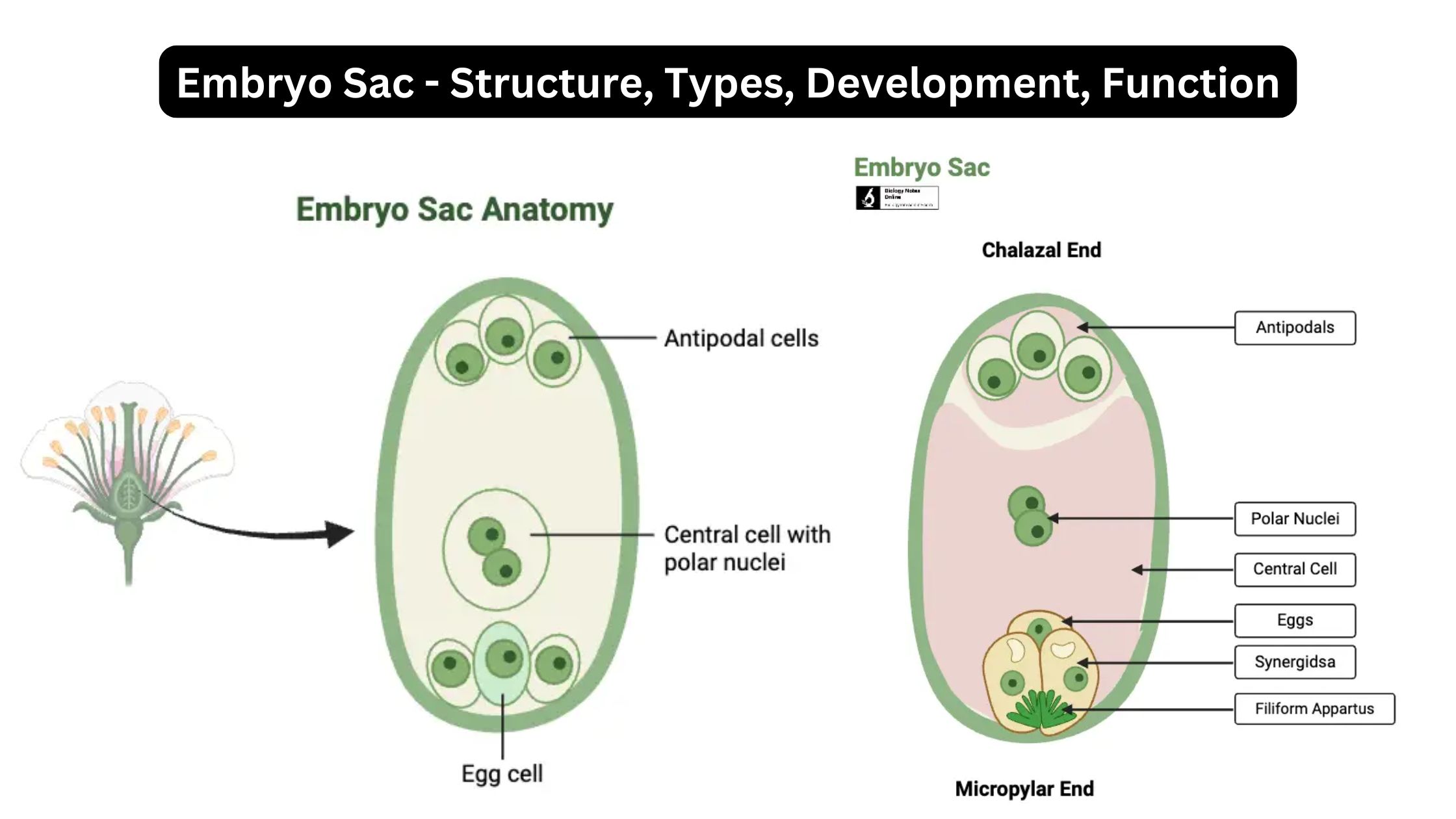 Embryo Sac - Structure, Types, Development, Function