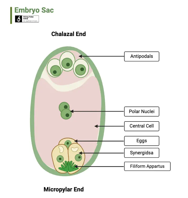 Diagram of Embryo Sac