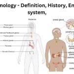 Endocrinology - Definition, History, Endocrine system,