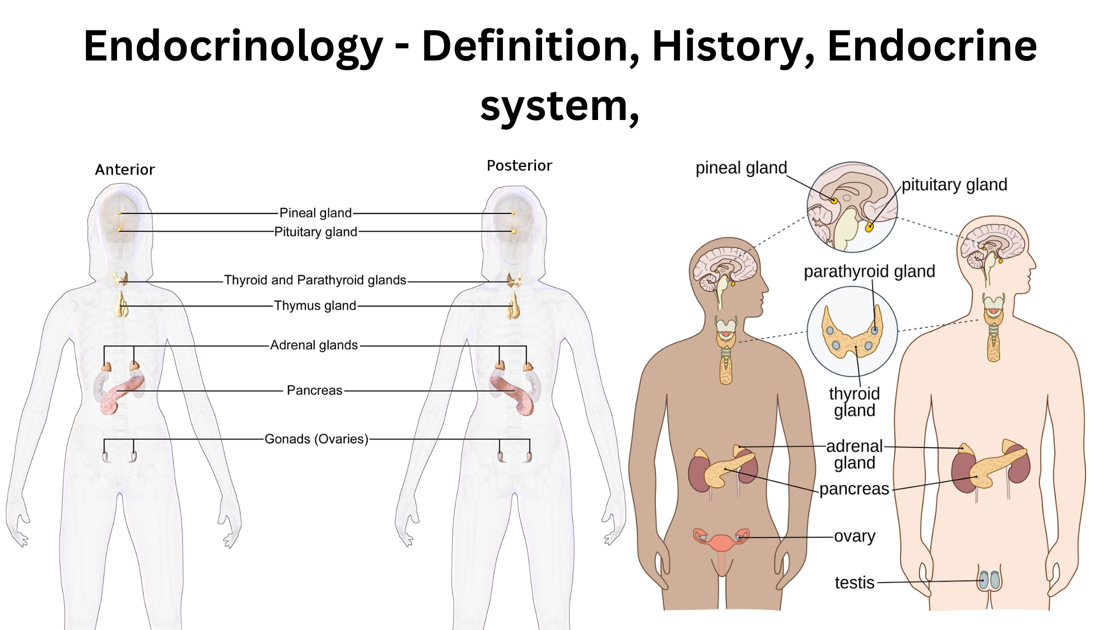 Endocrinology - Definition, History, Endocrine system,