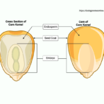 Endosperm