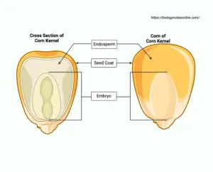 Endosperm – Types, Development, Functions, Examples