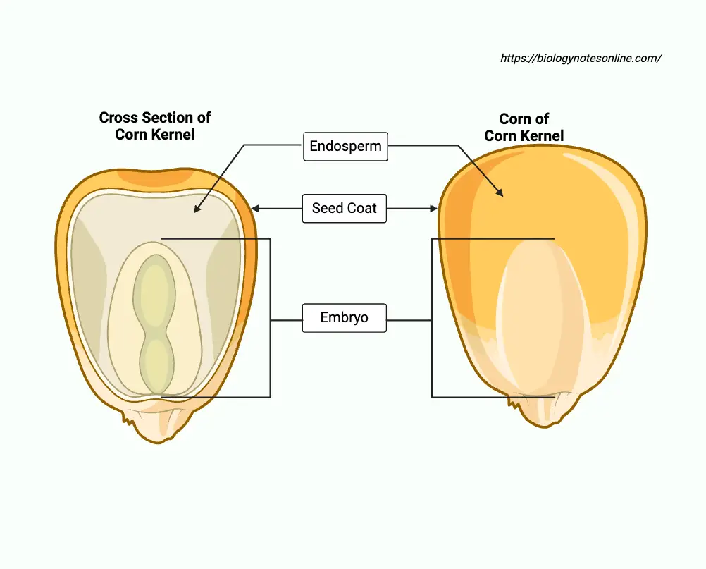 Endosperm