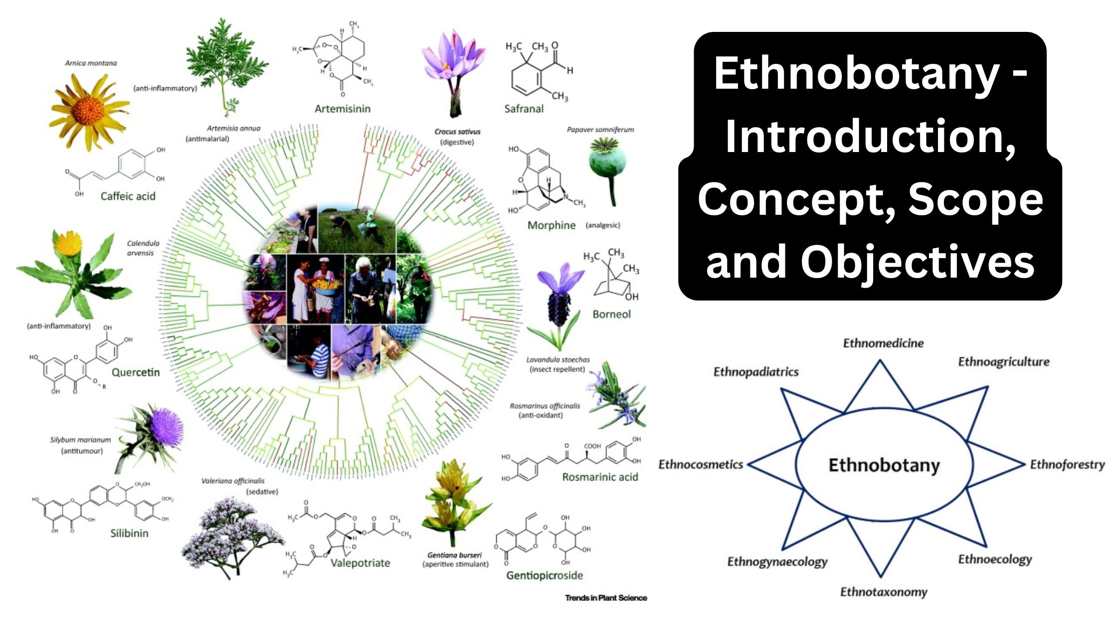 Ethnobotany - Introduction, Concept, Scope and Objectives