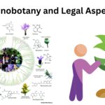 Ethnobotany and Legal Aspects