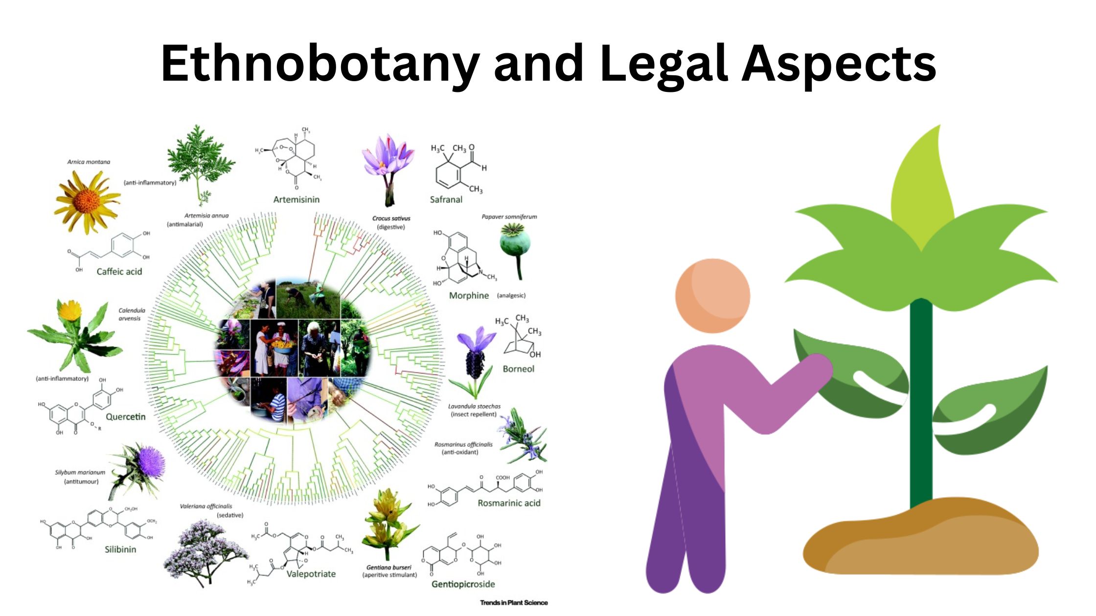 Ethnobotany and Legal Aspects